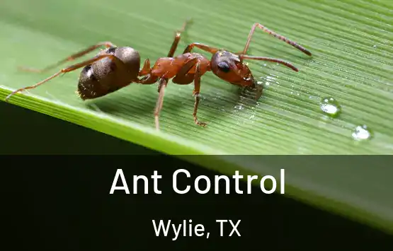 Ant Control Wylie, TX