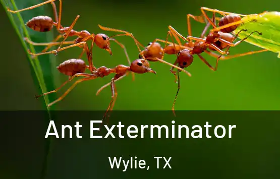  Ant Exterminator Wylie, TX