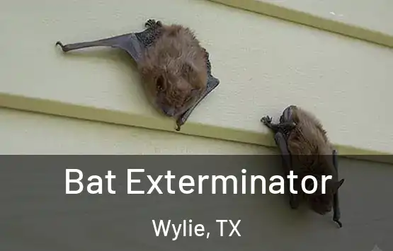  Bat Exterminator Wylie, TX