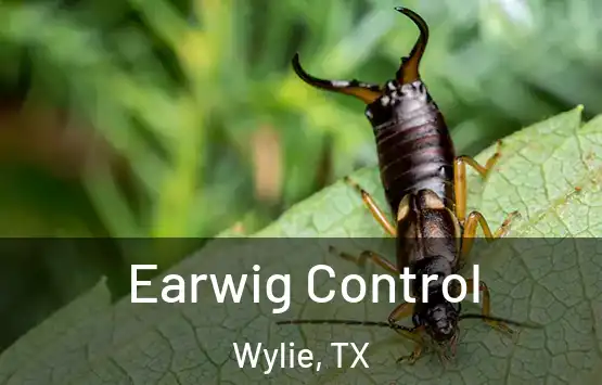  Earwig Control Wylie, TX