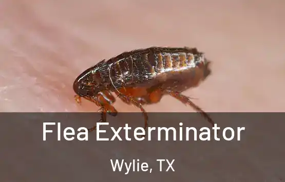 Flea Exterminator Wylie, TX