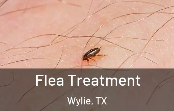  Flea Treatment Wylie, TX