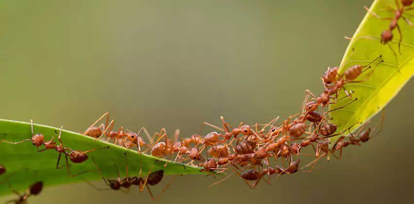 ant-control in Wylie, TX