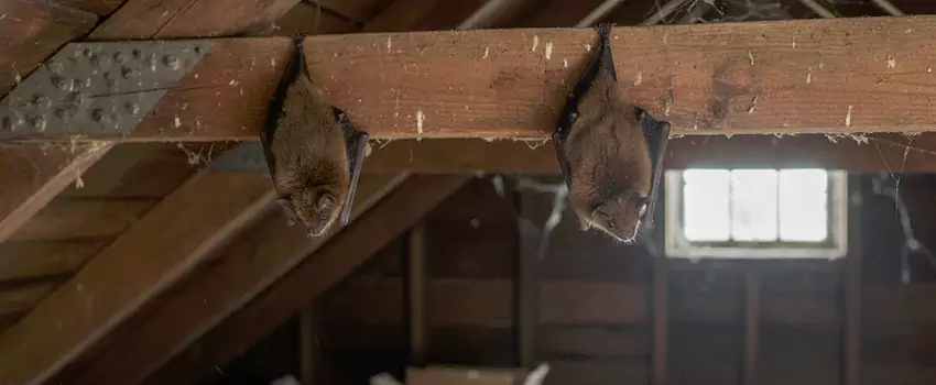 bat-exterminator in Wylie, TX