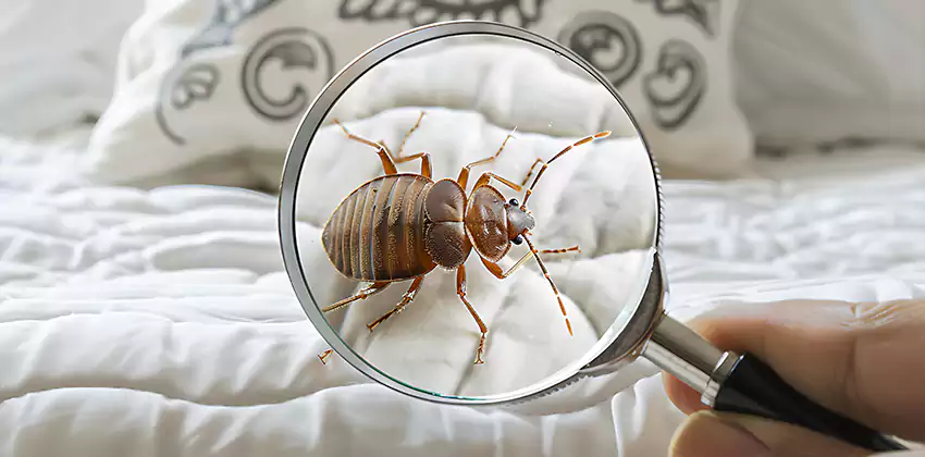 bed-bug-pest-control in Wylie, TX