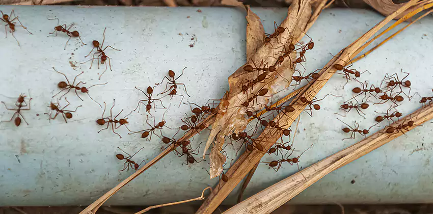 Fire Ant Extermination in Yards, Parks, and Outdoor Spaces Wylie, TX
