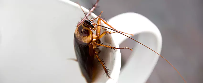 cockroach-treatment in Wylie, TX