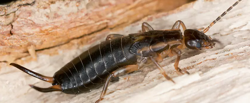 earwig-control in Wylie, TX