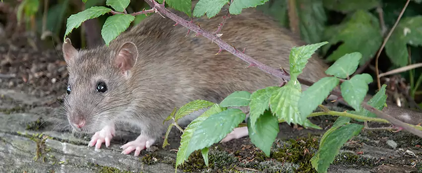 mice-control in Wylie, TX