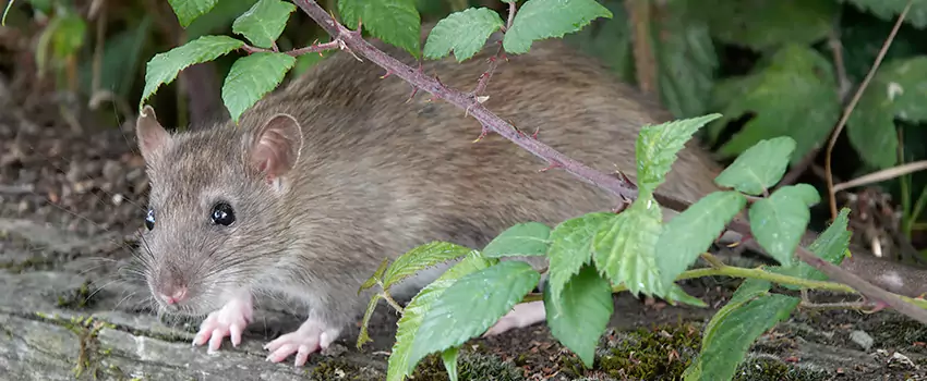 mouse-control in Wylie, TX