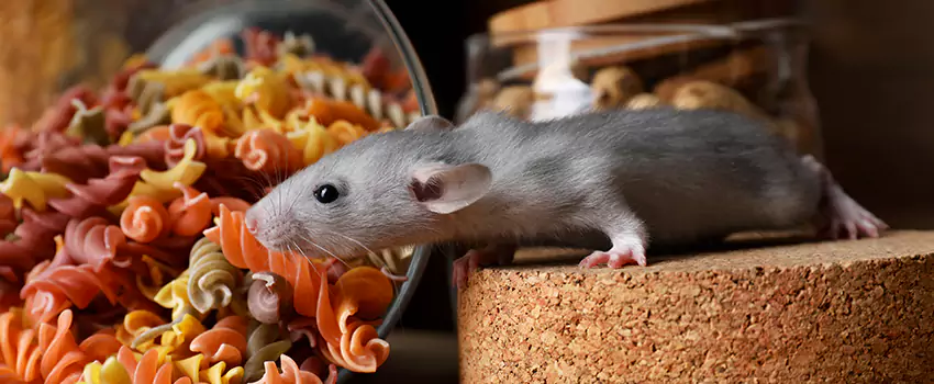 mouse-exterminator in Wylie, TX