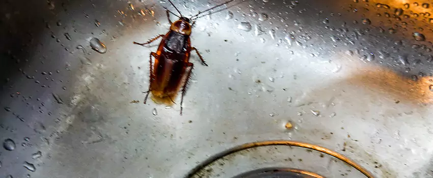 roach-control in Wylie, TX