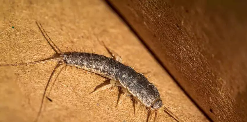 silverfish-control in Wylie, TX