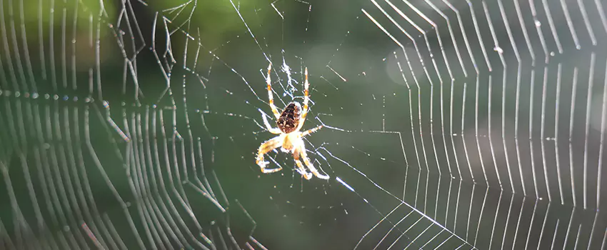 spider-pest-control in Wylie, TX