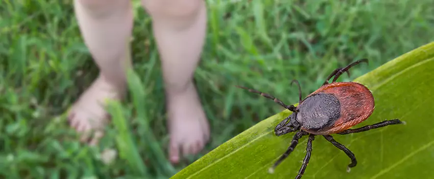 tick-treatment-for-yard in Wylie, TX