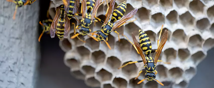 wasp-pest-control in Wylie, TX
