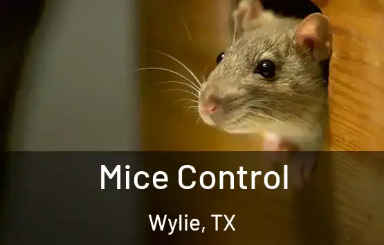  Mice Control Wylie, TX