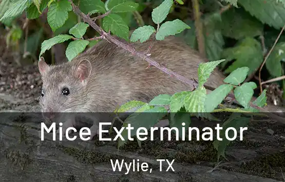  Mice Exterminator Wylie, TX
