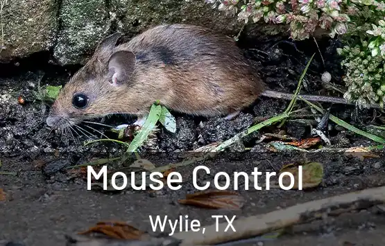  Mouse Control Wylie, TX