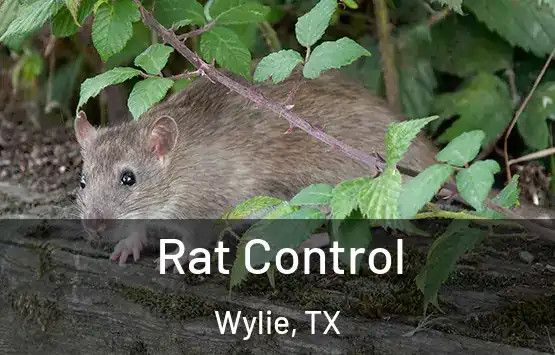  Rat Control Wylie, TX
