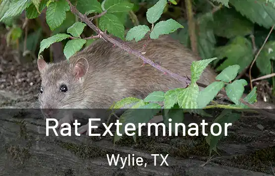  Rat Exterminator Wylie, TX