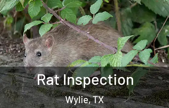  Rat Inspection Wylie, TX