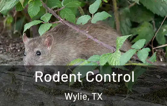  Rodent Control Wylie, TX
