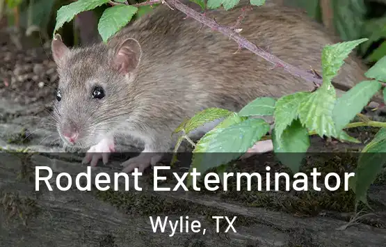  Rodent Exterminator Wylie, TX