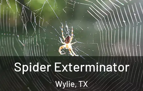  Spider Exterminator Wylie, TX