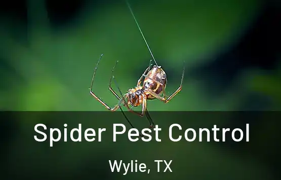  Spider Pest Control Wylie, TX