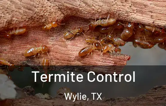  Termite Control Wylie, TX