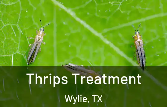  Thrips Treatment Wylie, TX