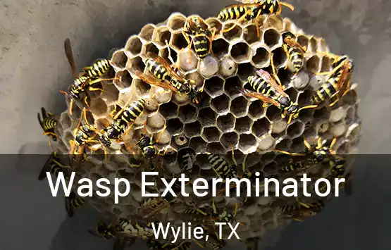  Wasp Exterminator Wylie, TX