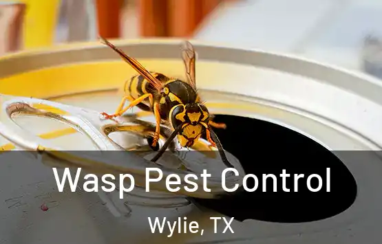  Wasp Pest Control Wylie, TX