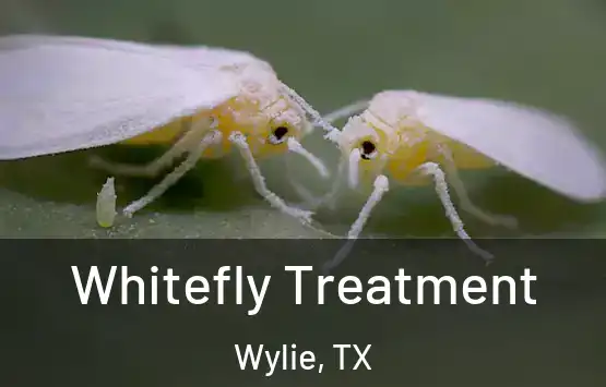  Whitefly Treatment Wylie, TX