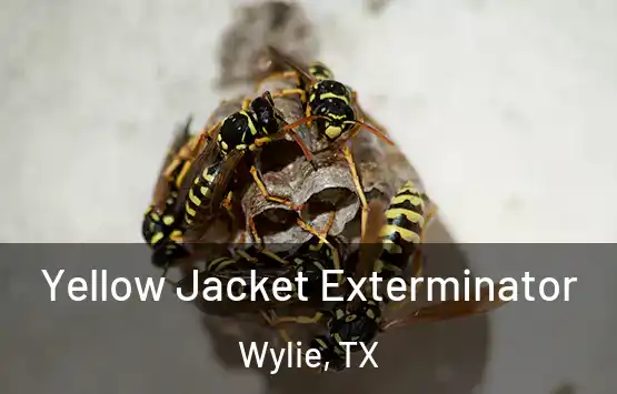  Yellow Jacket Exterminator Wylie, TX